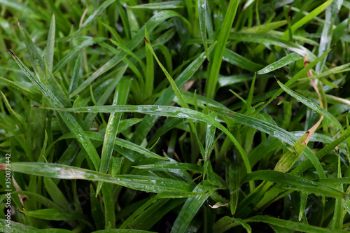 Luzula sylvatica (Juncaceae), outdoor plants 2020