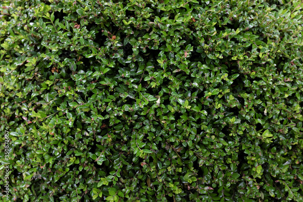 Lonicera nitida (Caprifoliaceae), outdoor plants 2020 Lonicera nitida (Caprifoliaceae), outdoor plants 2020