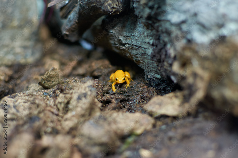 Golden (yellow) poison frog in natural ambient Golden (yellow) poison frog in natural ambient