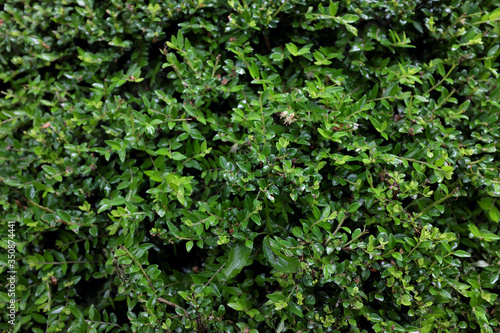 Lonicera pileata (Caprifoliaceae), outdoor plants 2020
