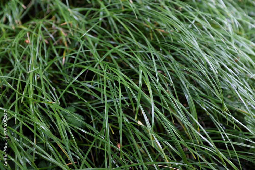 Ophiopogon planiscapus (Liliaceae), outdoor plants 2020 Ophiopogon planiscapus (Liliaceae), outdoor plants 2020
