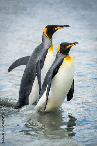 Two king penguins wading through shallow water