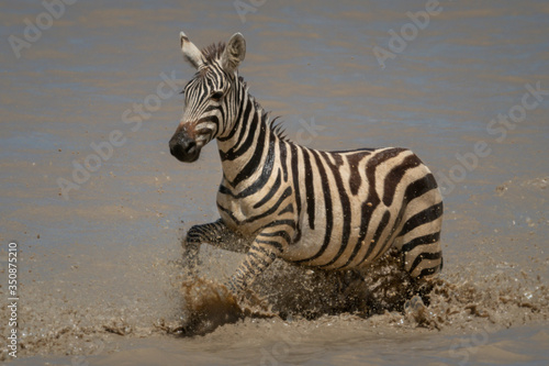Young plains zebra splashes through muddy lake