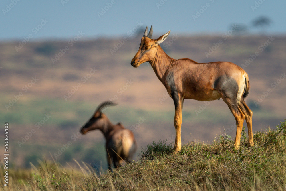 Young topi stands on mound by another Young topi stands on mound by another