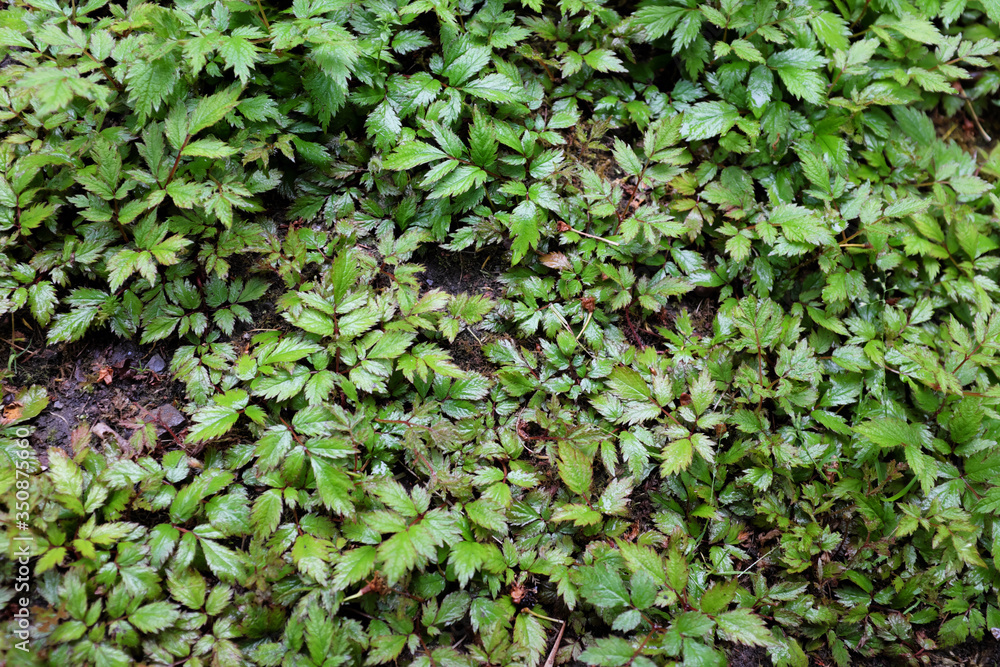 Astilbe hybr. (Hennie Graafland), outdoor plants 2020 Astilbe hybr. (Hennie Graafland), outdoor plants 2020