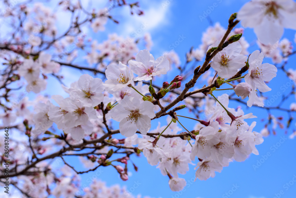 晴れた日の桜