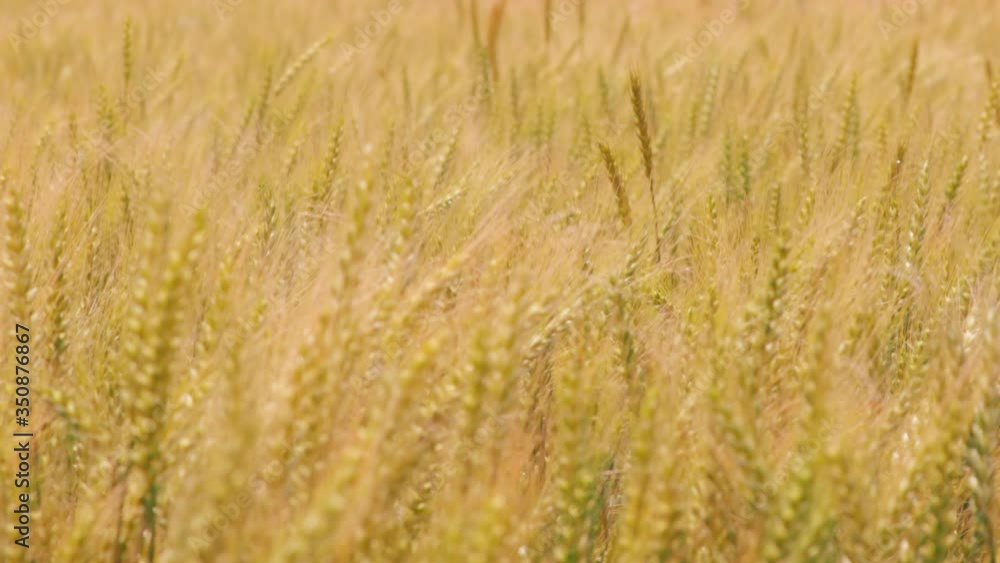 風に揺れる瑞々しい麦