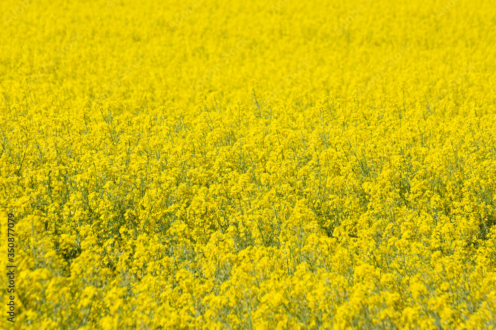 Field of yellow oilseed rape, Brassica napus,for floral background Field of yellow oilseed rape, Brassica napus,for floral background