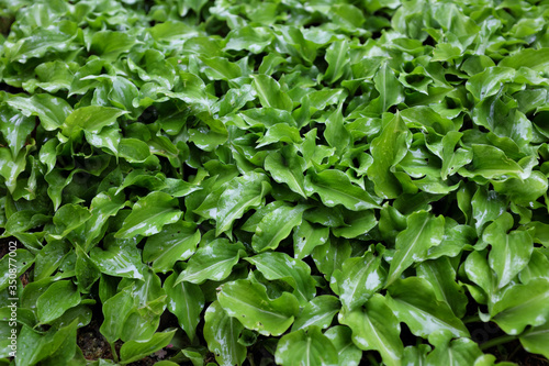 Hosta nakaiana (Asparagaceae), outdoor plants 2020