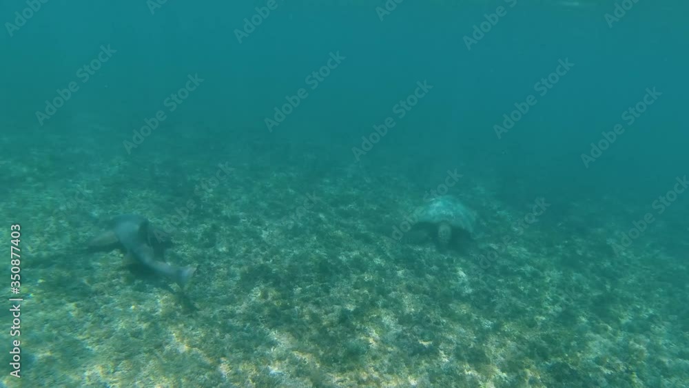Snorkeling and dive with shark and turtle. Snorkeling and dive with shark and turtle.