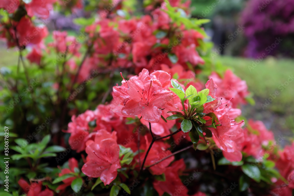 Rhododendron obtusum (Ericaceae), outdoor plants 2020 Rhododendron obtusum (Ericaceae), outdoor plants 2020