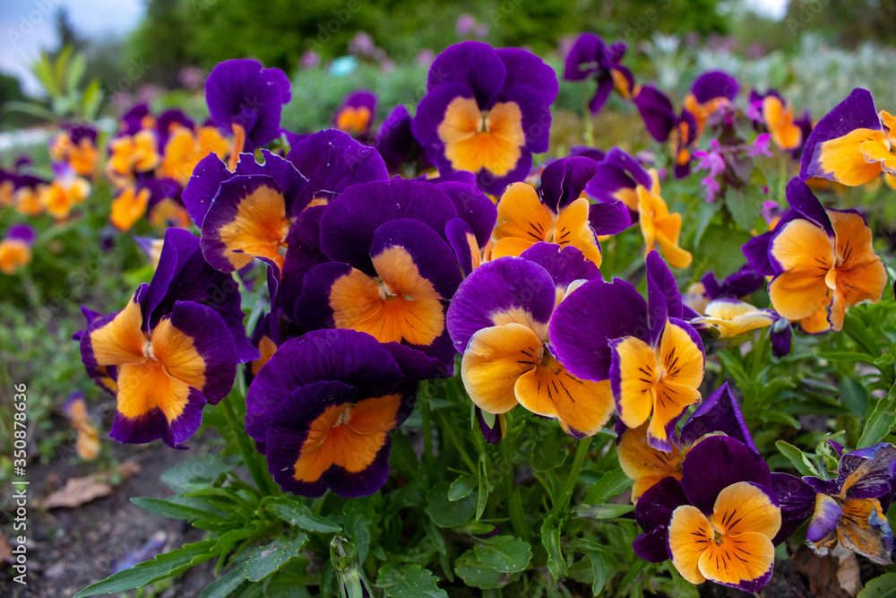 Multi-colored Flower Pansies closeup. Flowers wallpaper