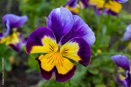 Multi-colored Flower Pansies closeup. Flowers wallpaper