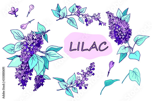 set, lilac, inflorescences, leaves, vector illustration, sketching, doodle