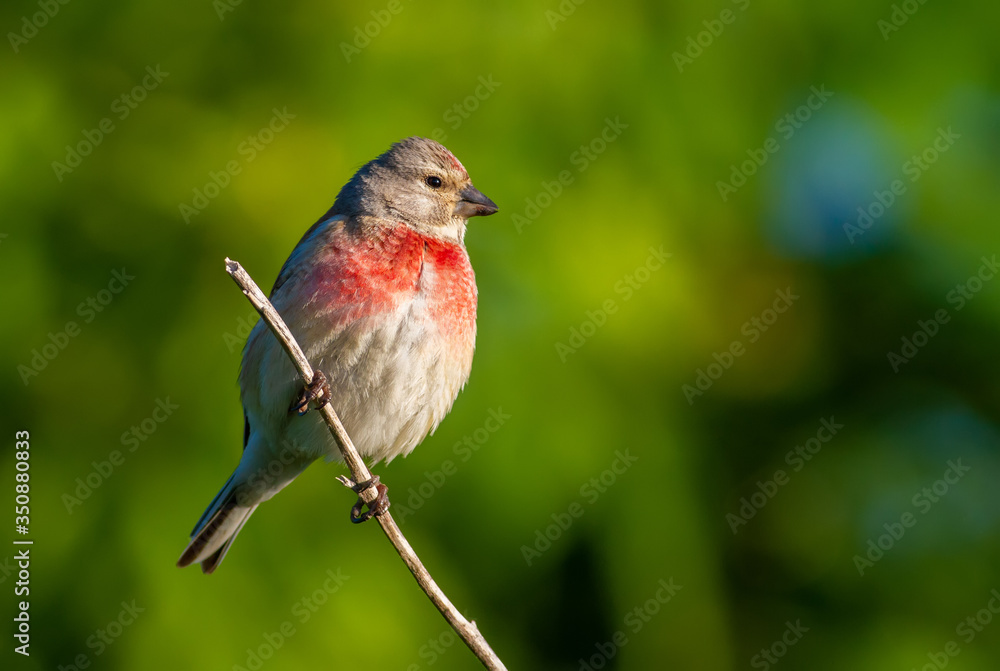 Common linnet, Linaria cannabina. In the early morning, the male sits on a branch, the sun beautifully illuminates the model Common linnet, Linaria cannabina. In the early morning, the male sits on a branch, the sun beautifully illuminates the model