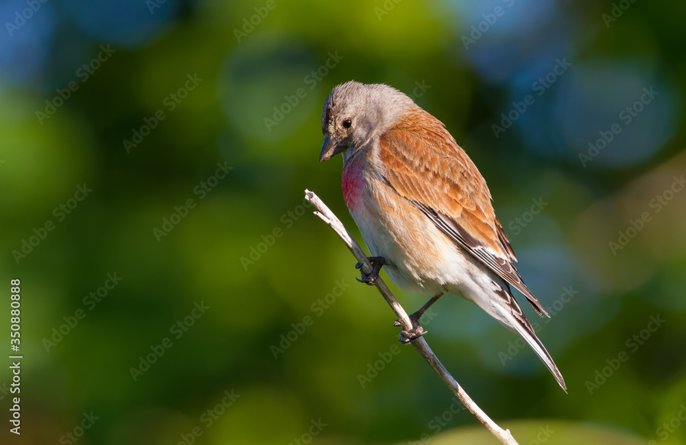 Common linnet, Linaria cannabina. In the early morning, the male sits on a branch, the sun beautifully illuminates the model Common linnet, Linaria cannabina. In the early morning, the male sits on a branch, the sun beautifully illuminates the model