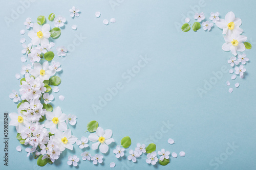 white narcissus and cherry flowers on blue paper background