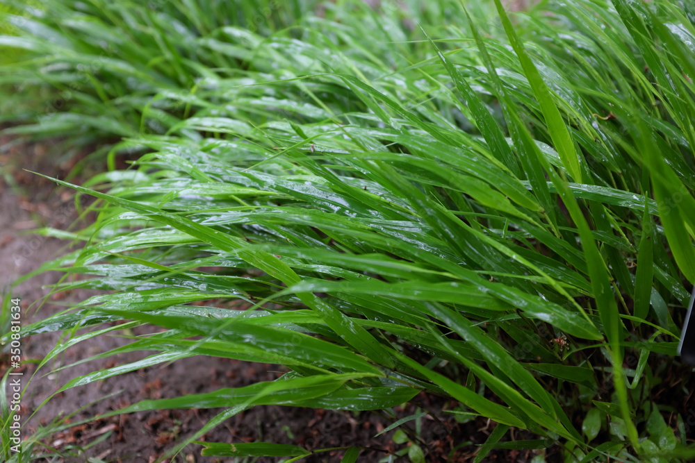 Fototapeta premium Hakonechloa macra (Poaceae), outdoor plants 2020