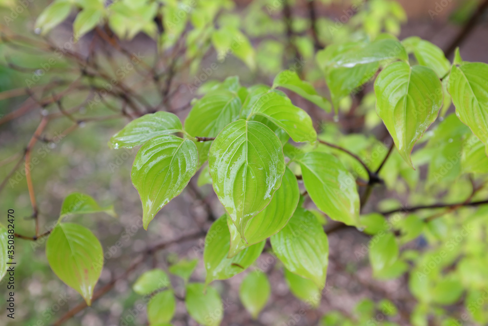 Obraz premium Cornus kousa (China Girl), outdoor plants 2020