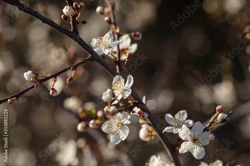 Mirabelle plum, mirabelle prune or cherry plum (Prunus domestica subsp. syriaca)