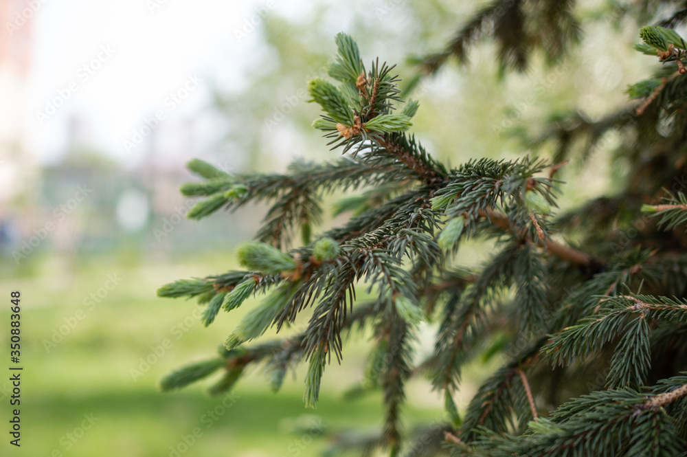 green spruce branch on blurry background green spruce branch on blurry background