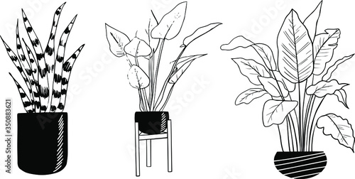 Vector set of house plants in pots, outline drawings on a white background.