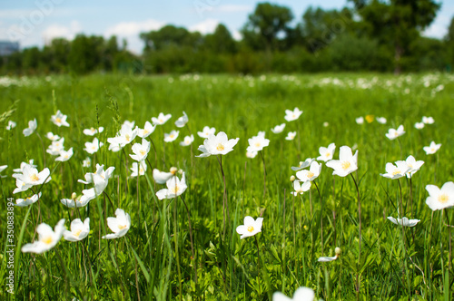 white wildflowers on blurred background