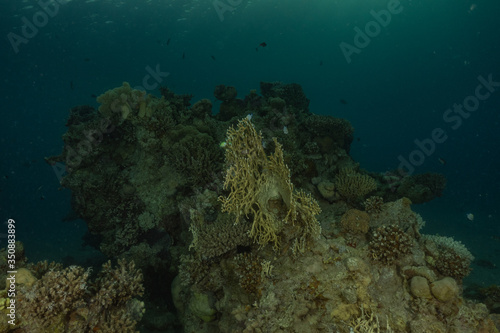 Coral reef and water plants in the Red Sea, Eilat Israel 