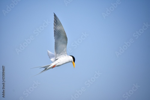 river tern bird in flight looking down