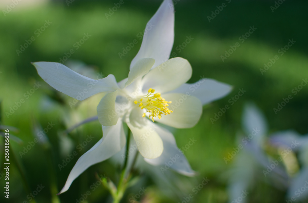 Beautiful aquilegia flowers bloom outdoors in spring for bouquets Beautiful aquilegia flowers bloom outdoors in spring for bouquets