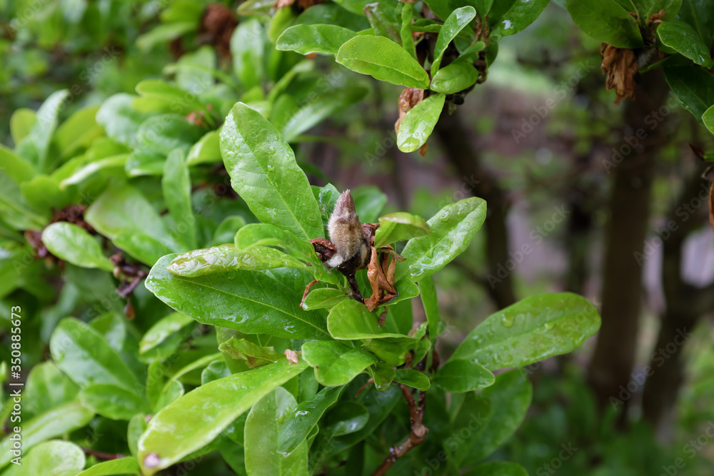 Magnolia stellata (Harvard Centennial), outdoor plants 2020 Magnolia stellata (Harvard Centennial), outdoor plants 2020