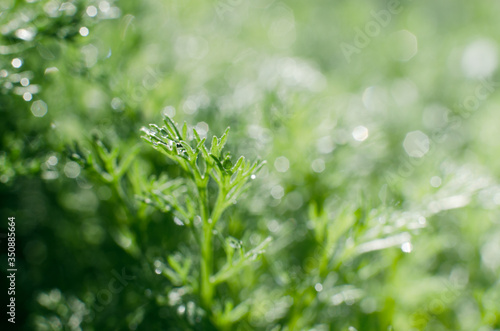 Fresh juicy green grass for summer