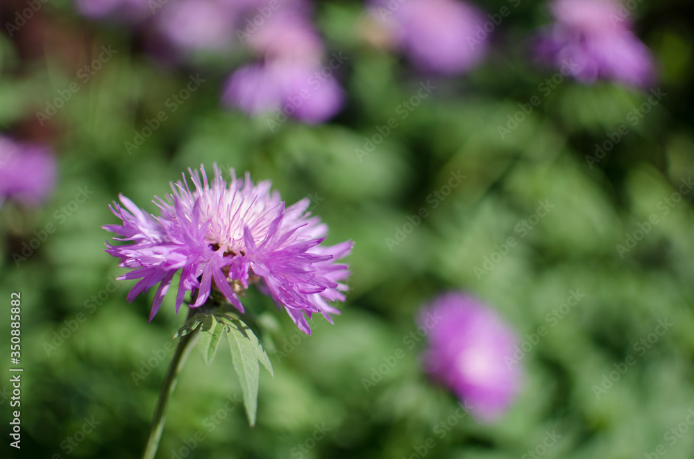 Cornflowers wildflowers grow outdoors in summer beautiful flower Cornflowers wildflowers grow outdoors in summer beautiful flower