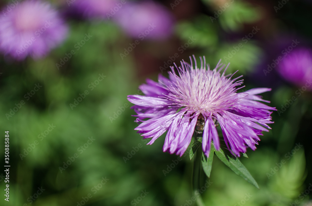 Cornflowers wildflowers grow outdoors in summer beautiful flower Cornflowers wildflowers grow outdoors in summer beautiful flower