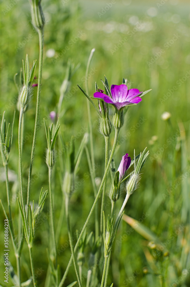 Fresh wildflowers bloom on the field on a beautiful sunny summer day Fresh wildflowers bloom on the field on a beautiful sunny summer day