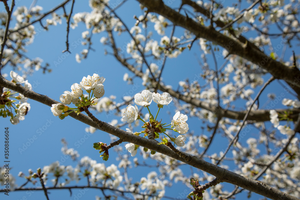blooming tree in spring with blue sky