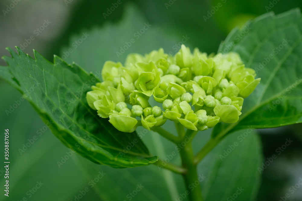 紫陽花のクローズアップ。green hydrangea in macro closeup, spring time Japan 紫陽花のクローズアップ。green hydrangea in macro closeup, spring time Japan