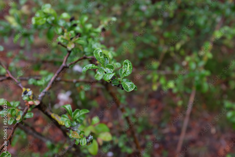 Orixa japonica (Rutaceae), outdoor plants 2020 Orixa japonica (Rutaceae), outdoor plants 2020