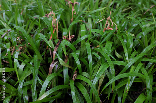 Luzula sylvatica (Waldeer), outdoor plants 2020