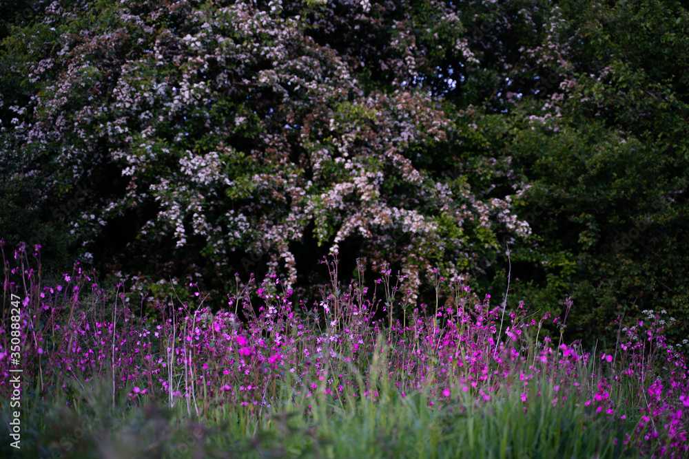 Naklejka premium Pink spring flowers in spring