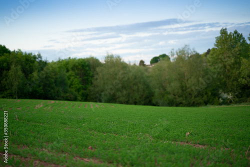 Green crop field landscape on spring