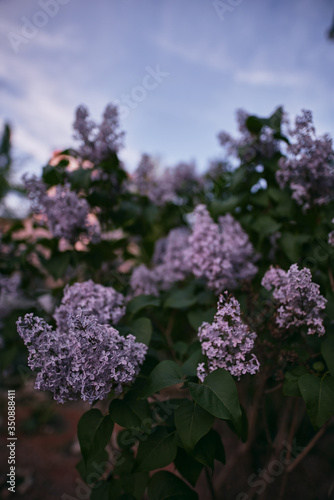 Lilac bushes blossom during the evening