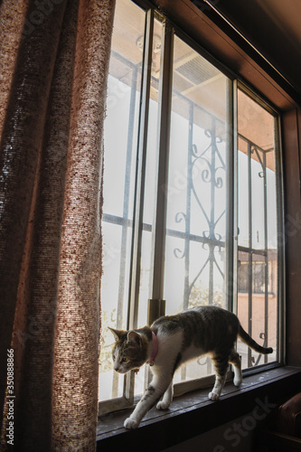 Gato ventana © Enrique