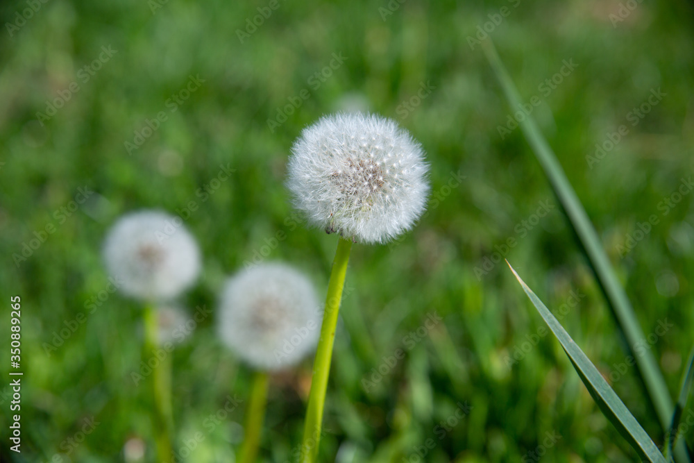 White dandelion head, blurred green background White dandelion head, blurred green background