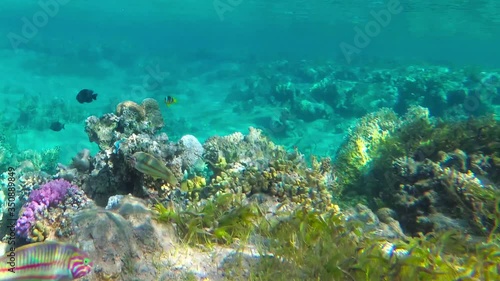 Wallpaper Mural amazing coral reef  Torontodigital.ca