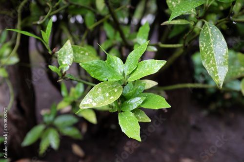 Aucuba japonica (Garryaceae), outdoor plants 2020