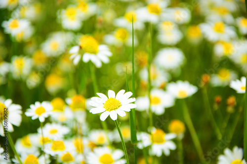 field of daisies © predrag
