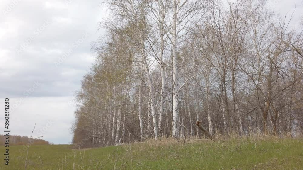 Birch trees in the forest with young leaves in early spring