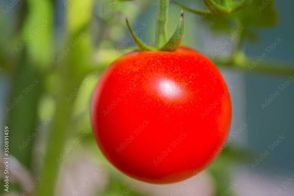 Ripening tomato growing in the garden.