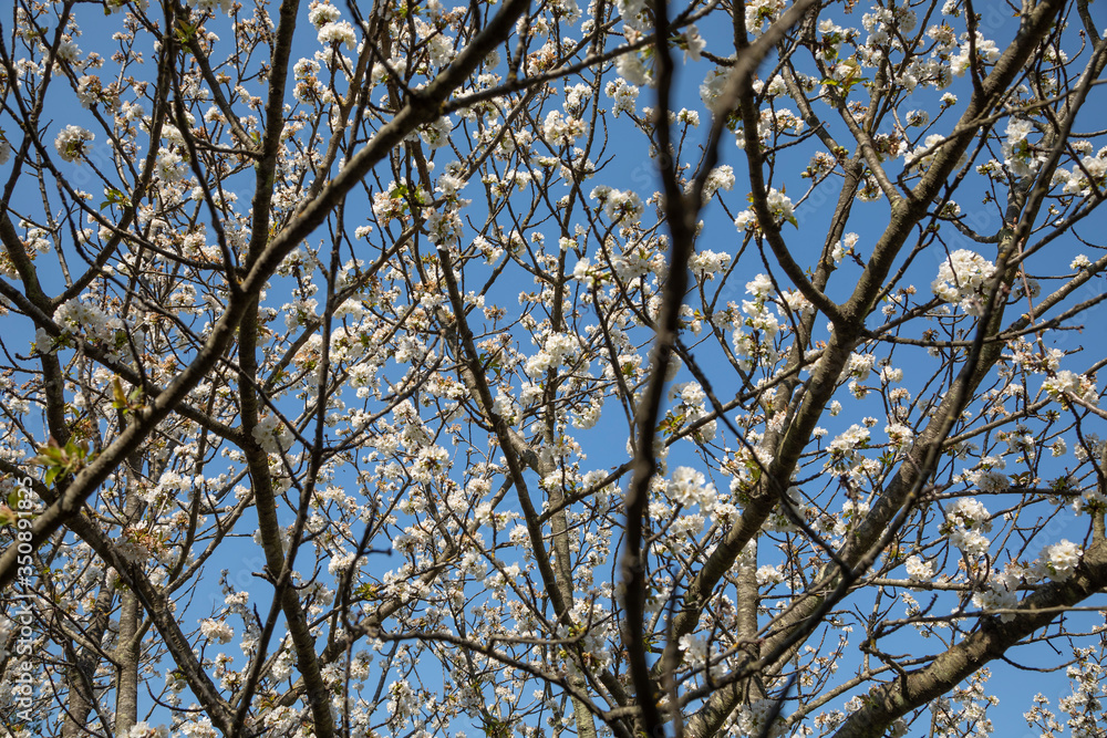 blooming tree in spring with blue sky blooming tree in spring with blue sky